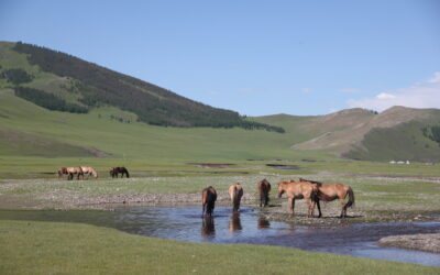 Immersion en Terre Mongole – Juillet 2025